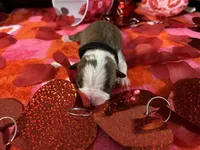 Black, a female Boston Terrier for sale in Cleveland, TX – Photo 10 of 10