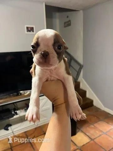 Black – Boston Terrier puppy for sale in Cleveland, TX