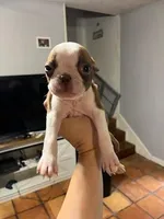 Black, a female Boston Terrier for sale in Cleveland, TX – Photo 1 of 5