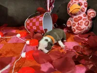 Orange, a male Boston Terrier for sale in Cleveland, TX – Photo 7 of 10