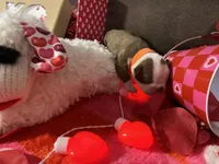 Orange, a male Boston Terrier for sale in Cleveland, TX – Photo 5 of 10