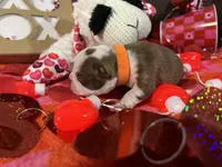 Orange, a male Boston Terrier for sale in Cleveland, TX – Photo 1 of 10