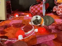 Orange, a male Boston Terrier for sale in Cleveland, TX – Photo 10 of 10