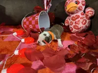 Orange, a male Boston Terrier for sale in Cleveland, TX – Photo 4 of 10