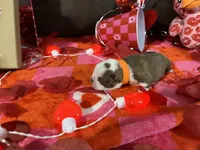 Orange, a male Boston Terrier for sale in Cleveland, TX – Photo 3 of 10