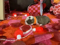 Orange, a male Boston Terrier for sale in Cleveland, TX – Photo 6 of 10