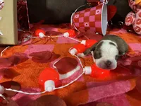 Orange, a male Boston Terrier for sale in Cleveland, TX – Photo 9 of 10