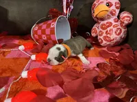 Orange, a male Boston Terrier for sale in Cleveland, TX – Photo 8 of 10