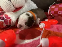 Orange, a male Boston Terrier for sale in Cleveland, TX – Photo 2 of 10