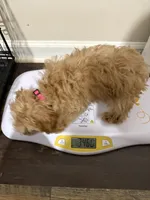 Pup4 (hot pink collar) AKC , a female Poodle - Toy  for sale in Augusta, GA – 3 of 5