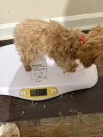 Pup5 Red Collar AKC -reduced price , a female Poodle - Toy  for sale in Augusta, GA – 2 of 5