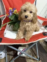 Pup6 purple collar AKC -  low price, a male Poodle - Toy  for sale in Augusta, GA – 5 of 5