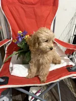 Pup6 purple collar AKC -  low price, a male Poodle - Toy  for sale in Augusta, GA – 4 of 5