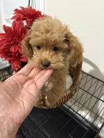Pup3 (silver collar) AKC , a female Poodle - Toy  for sale in Augusta, GA – 5 of 6