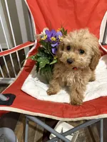 Pup4 (hot pink collar) AKC , a female Poodle - Toy  for sale in Augusta, GA – 1 of 5
