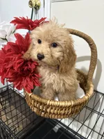 Pup6 purple collar AKC -  low price, a male Poodle - Toy  for sale in Augusta, GA – 3 of 5