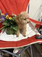 Pup5 Red Collar AKC -reduced price , a female Poodle - Toy  for sale in Augusta, GA – 5 of 5