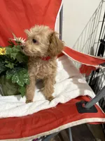 Pup5 Red Collar AKC -reduced price , a female Poodle - Toy  for sale in Augusta, GA – 3 of 5
