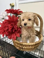Pup5 Red Collar AKC -reduced price , a female Poodle - Toy  for sale in Augusta, GA – 1 of 5