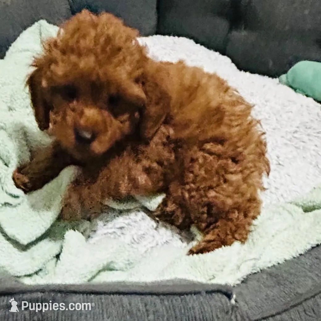 Boy1 (red collar), a male Poodle - Toy  for sale in Augusta, GA – Photo 2 of 4