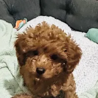 Boy1 (red collar), a male Poodle - Toy  for sale in Augusta, GA – Photo 1 of 4
