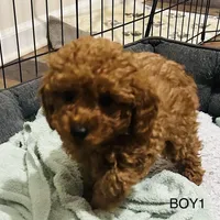 Boy1 (red collar), a male Poodle - Toy  for sale in Augusta, GA – Photo 4 of 4