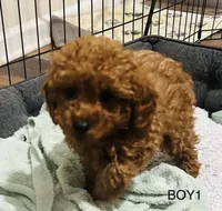 Boy1 (red collar), a male Poodle - Toy  for sale in Augusta, GA – Photo 4 of 4