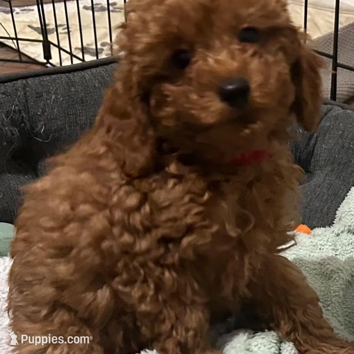 Boy1 (red collar), a male Poodle - Toy  for sale in Augusta, GA – Photo 3 of 4