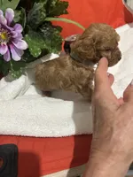Pup1 green collar AKC , a male Poodle - Toy  for sale in Augusta, GA – 2 of 5