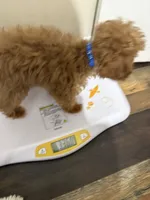 Pup2 (green collar) AKC -Price 200 reduced, a male Poodle - Toy  for sale in Augusta, GA – 6 of 8