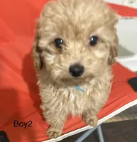 Boy2 (blue collar), a male Poodle - Toy  for sale in Augusta, GA – Photo 2 of 4