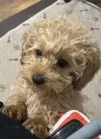 Boy2 (blue collar), a male Poodle - Toy  for sale in Augusta, GA – Photo 4 of 4