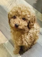 Boy2 (blue collar), a male Poodle - Toy  for sale in Augusta, GA – Photo 1 of 4