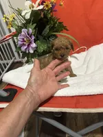 Pup1 green collar AKC , a male Poodle - Toy  for sale in Augusta, GA – 4 of 5