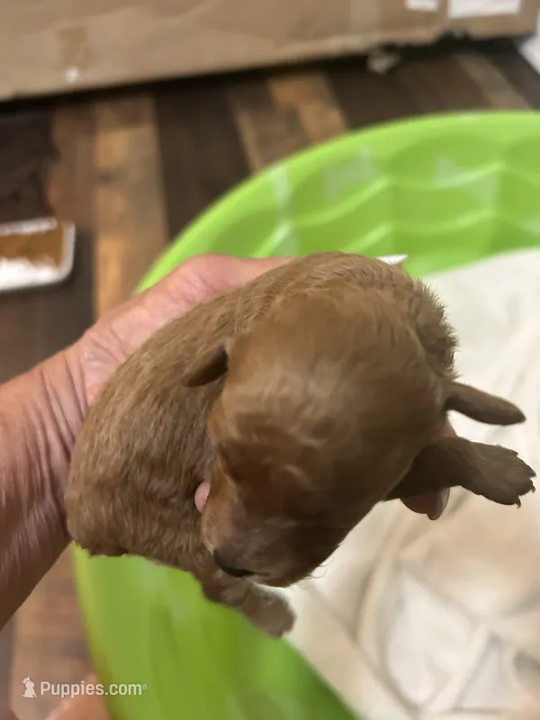Pup1 AKC  – Poodle - Toy  puppy for sale in Augusta, GA