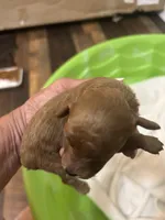 Pup1 AKC , a male Poodle - Toy  for sale in Augusta, GA – 1 of 2