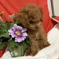 Pup7 Blue collar AKC , a female Poodle - Toy  for sale in Augusta, GA – 6 of 7