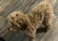 Girl1 (white collar), a female Poodle - Toy  for sale in Augusta, GA – Photo 6 of 7