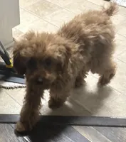 Girl1 (white collar), a female Poodle - Toy  for sale in Augusta, GA – Photo 2 of 7