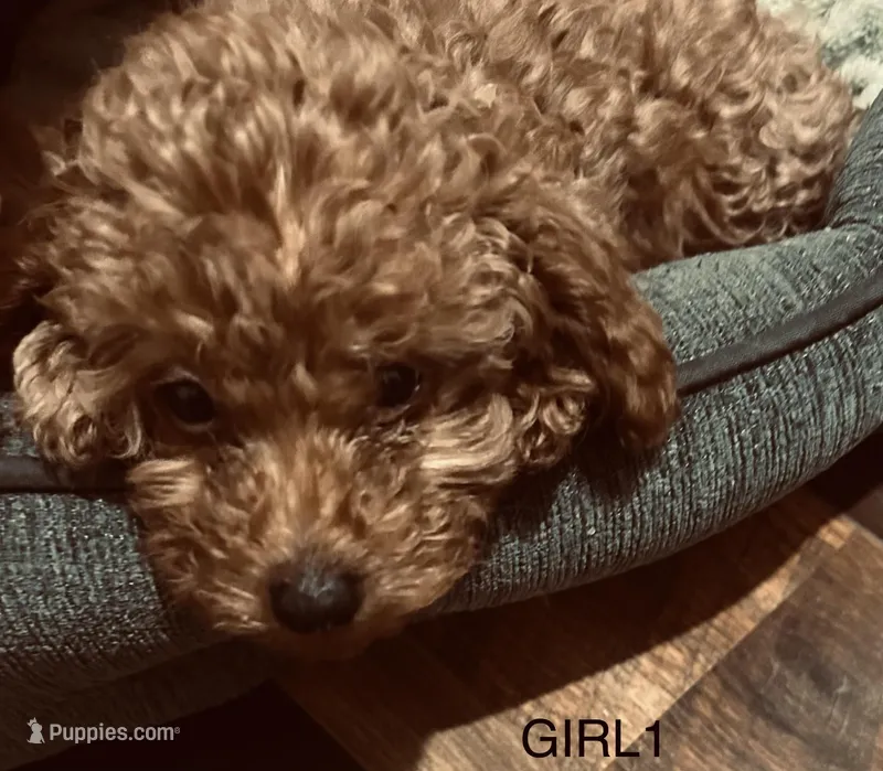 Girl1 (white collar)