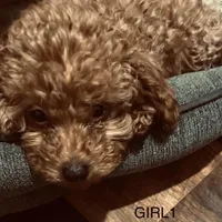 Girl1 (white collar), a female Poodle - Toy  for sale in Augusta, GA – Photo 1 of 7