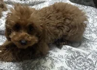 Girl1 (white collar), a female Poodle - Toy  for sale in Augusta, GA – Photo 3 of 7