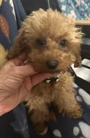 Girl1 (white collar), a female Poodle - Toy  for sale in Augusta, GA – Photo 4 of 7