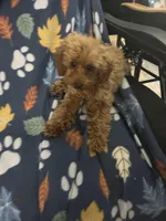 Girl1 (white collar), a female Poodle - Toy  for sale in Augusta, GA – Photo 7 of 7