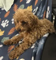 Girl1 (white collar), a female Poodle - Toy  for sale in Augusta, GA – Photo 5 of 7