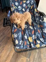 Pup8 AKC orange collar reduced price, a male Poodle - Toy  for sale in Augusta, GA – 4 of 4