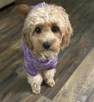 Amy, a female Goldendoodle for sale in Augusta, GA – Photo 4 of 5