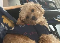 Amy, a female Goldendoodle for sale in Augusta, GA – Photo 1 of 5