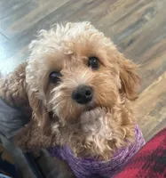 Amy, a female Goldendoodle for sale in Augusta, GA – Photo 3 of 5