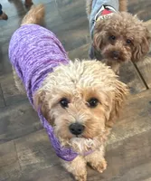 Amy, a female Goldendoodle for sale in Augusta, GA – Photo 2 of 5